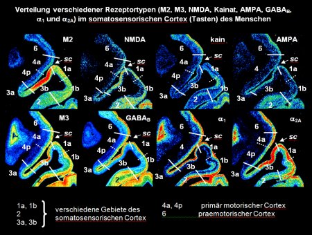 verschiedene Rezeptorentypen