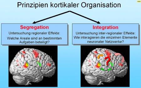 kortikale Organisation